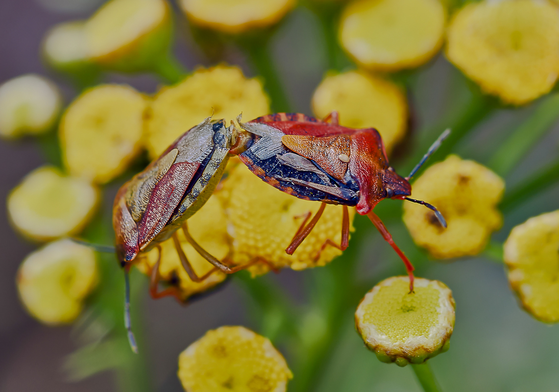 Beerenwanzen.jpg