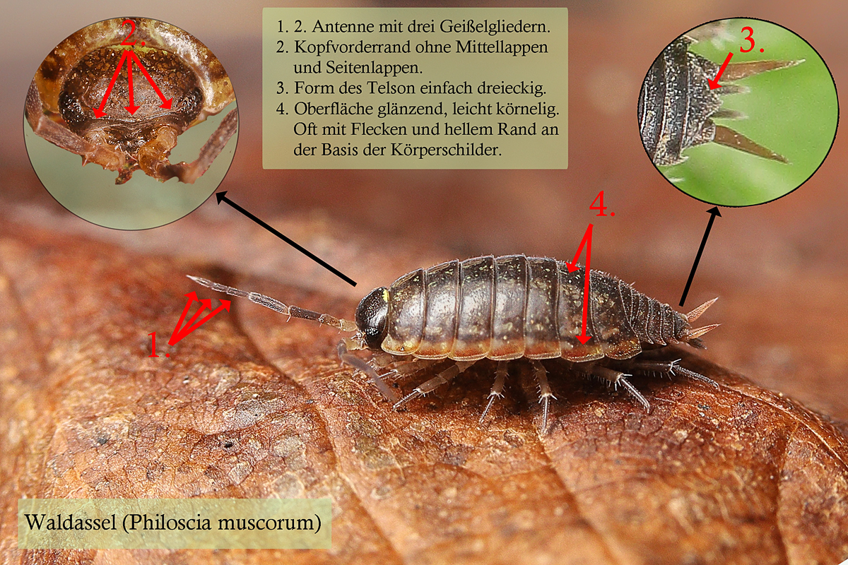 Waldassel-Philoscia-muscorum.jpg