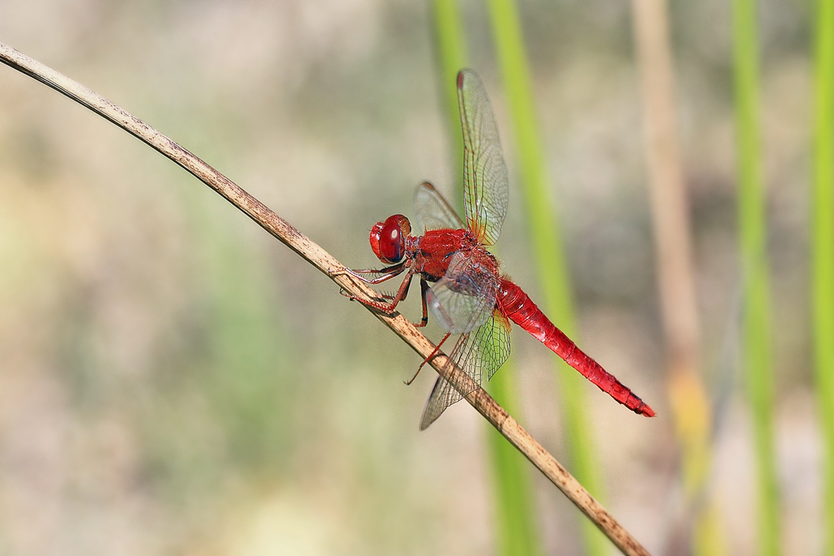 Feuerlibelle-mann-.jpg
