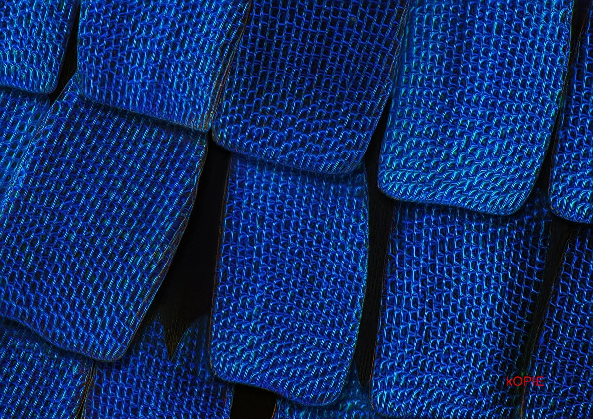 M50_TPnd_WS1200_TPc_G_Q66.jpg