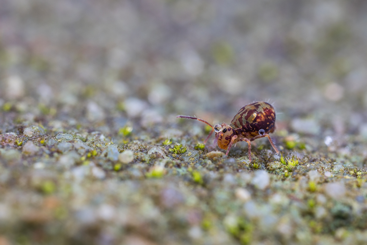 20210117-IMG_7091-b.jpg