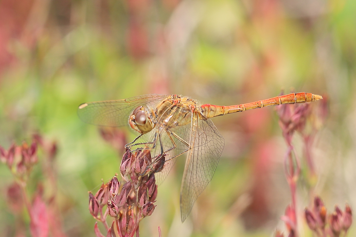 3 Sympetrum-meridionalek1200.jpg