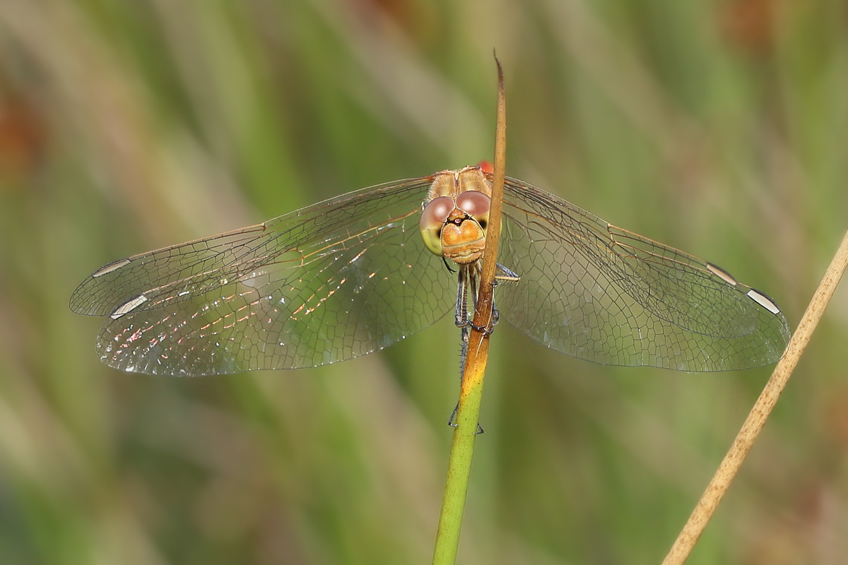 2 Sympetrum-meridionale120049.jpg