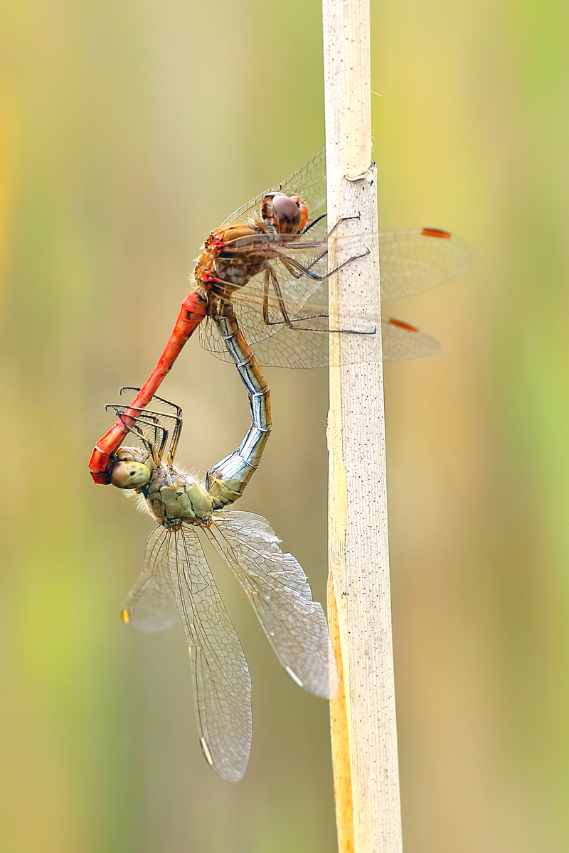 9 Sympetrum-meridionalerad-12.jpg