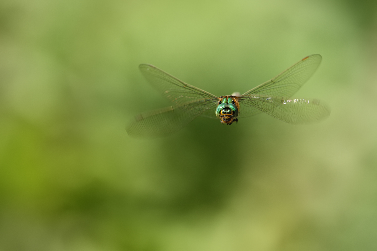 Somatochlora metallica_m_Flug_IMG_9346_1200.jpg