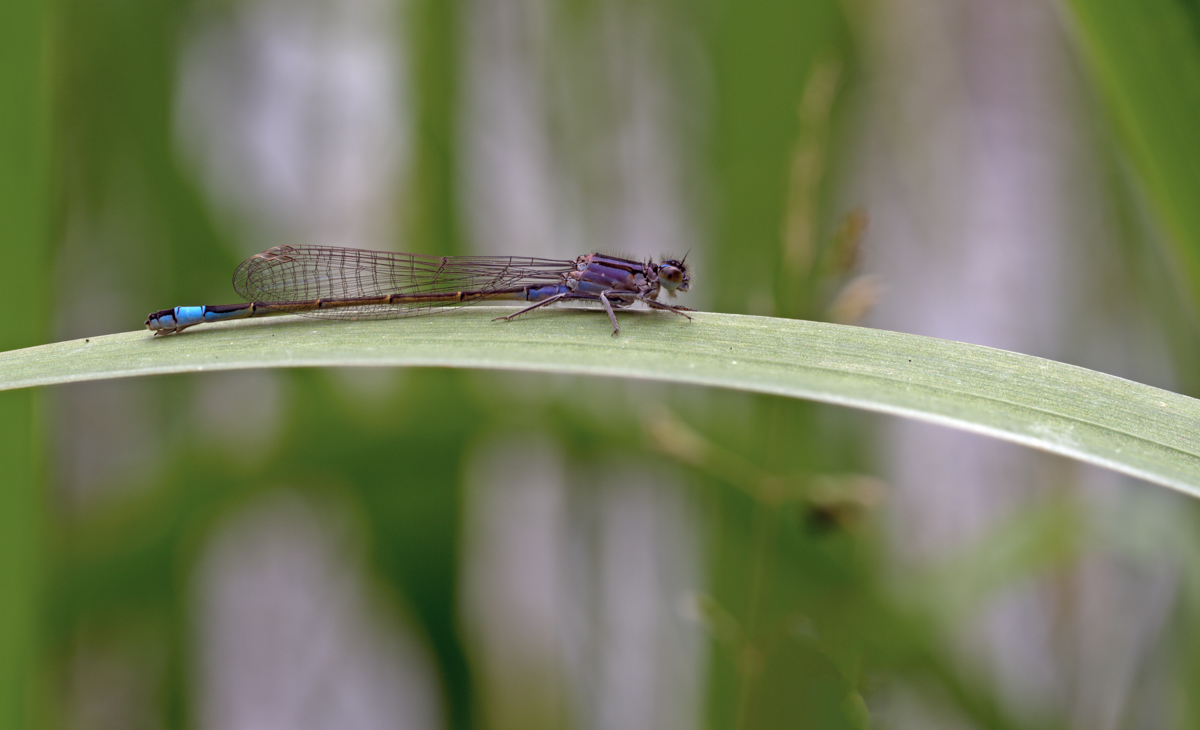 2020-06-08 17-42-44 (A,Radius8,Smoothing4).jpg