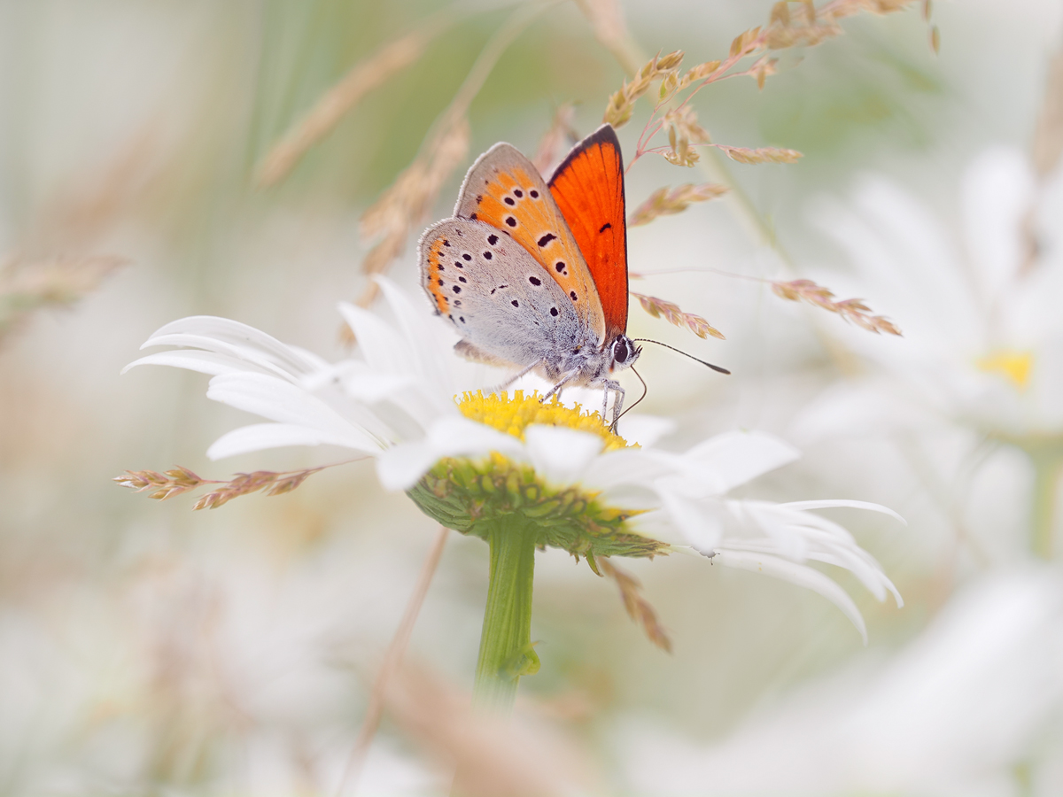 Lycaena-dispar-OGG56943-(2)---Kopie.jpg