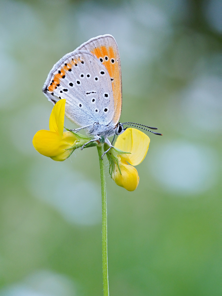 Großer-Feuerfalter-zoog25604_7---Kopie.jpg