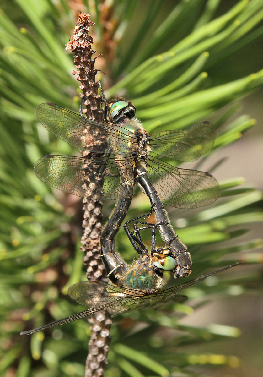 Somatochlora alpestris_paar_IMG_2118_1200.jpg