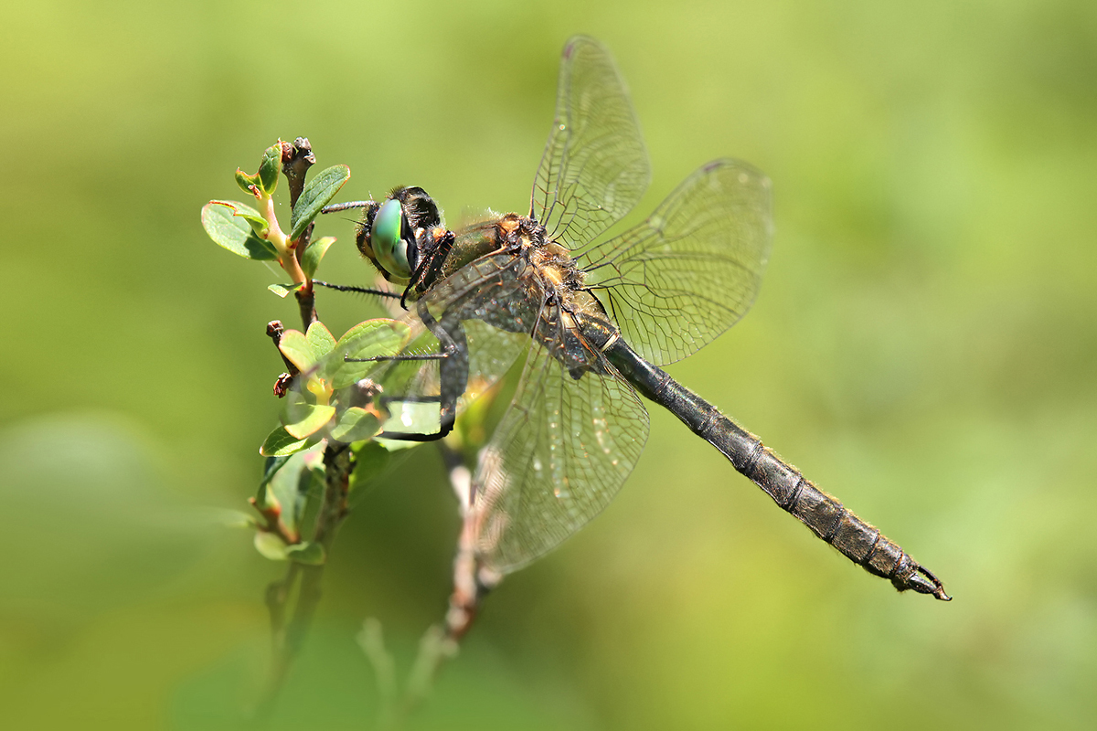 Somatochlora alpestris_m_IMG_2865_1200.jpg