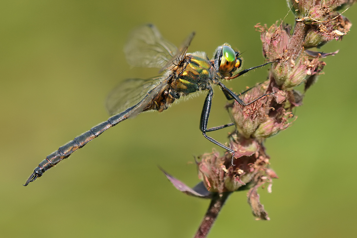 Somatochlora_flavomaculata_m_IMG_0628_1200.jpg