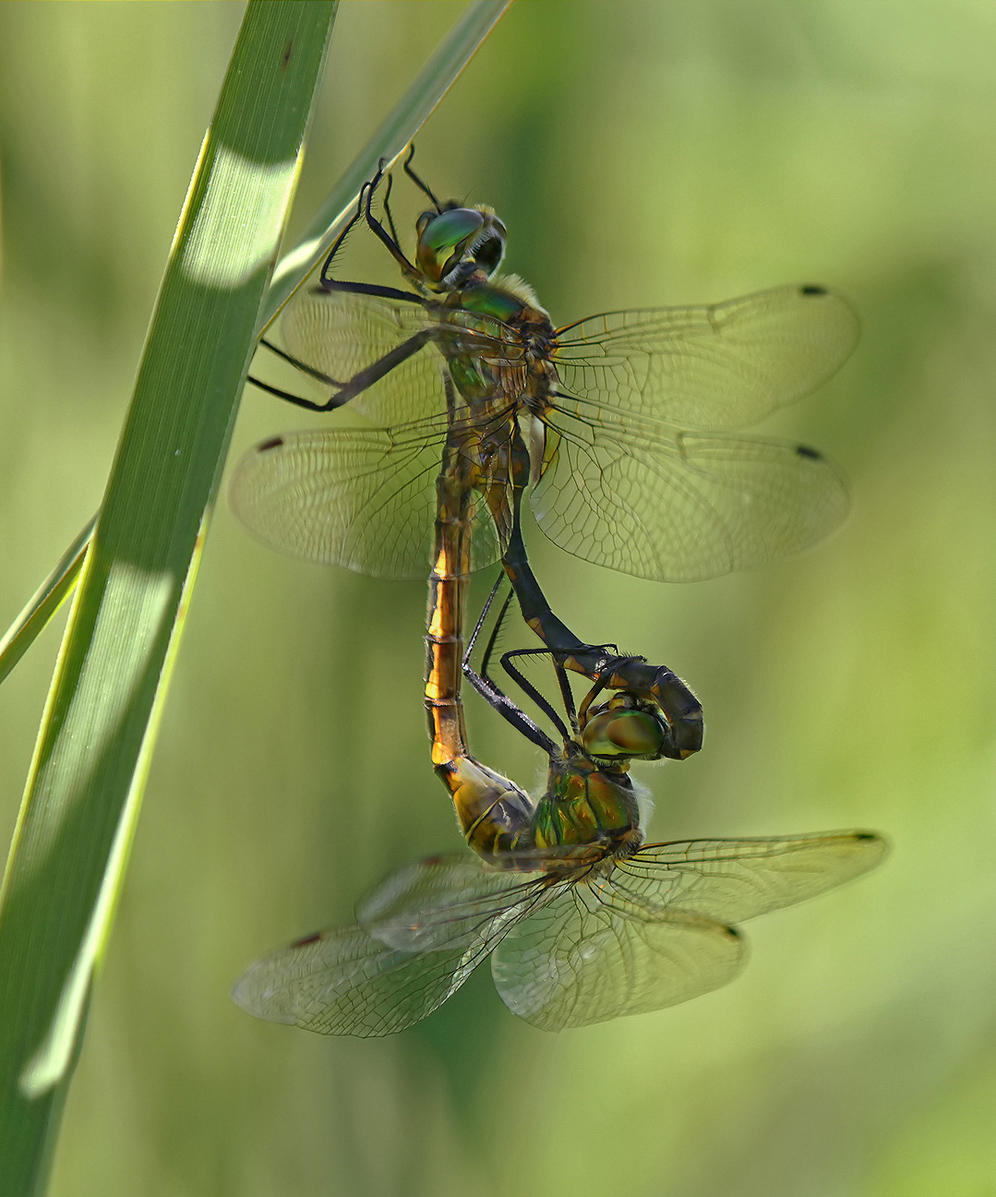 Somatochlora flavomaculata_paar_IMG_5119_1200a.jpg