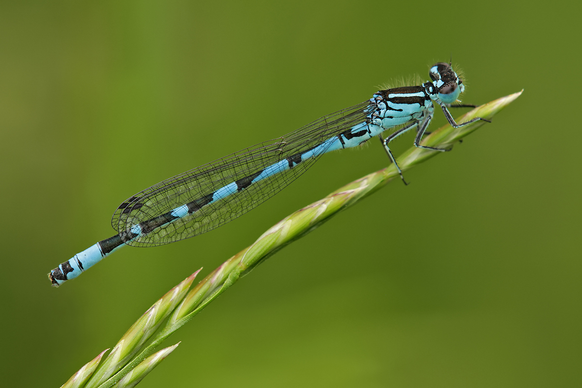 Coenagrion ornatum_m_IMG_2132_1200.jpg