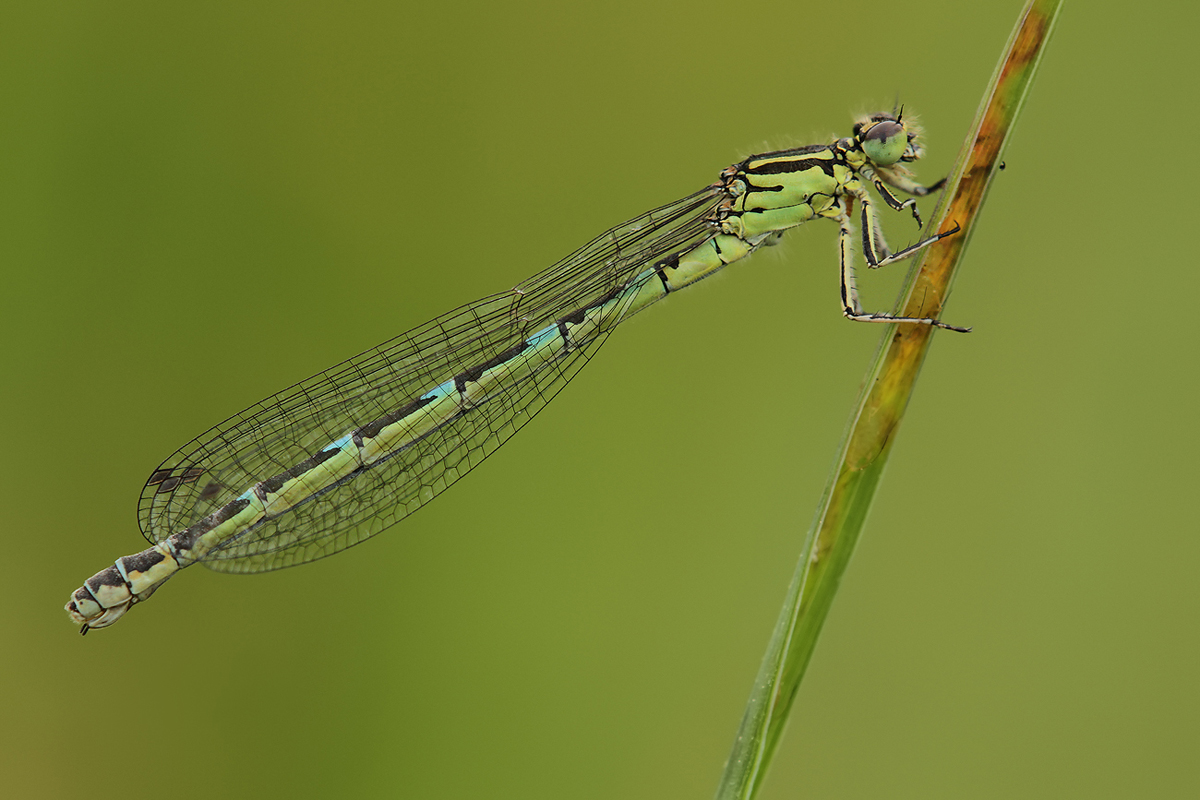 Coenagrion ornatum_f_IMG_2102_1200.jpg