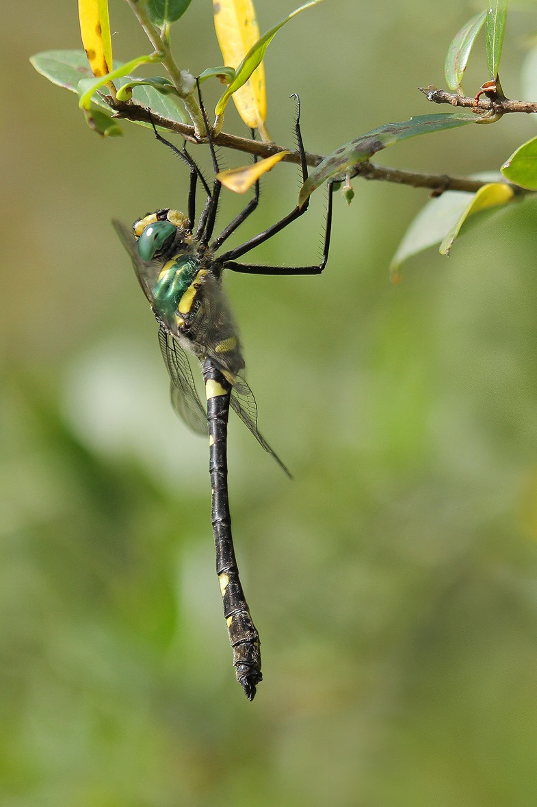 Macromia splendens_m_IMG_6581_1300.jpg