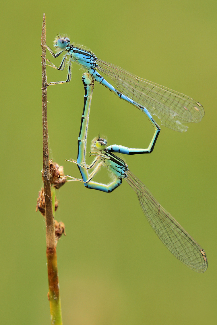 Coenagrion scitulum_paar_IMG_0408_1200.jpg