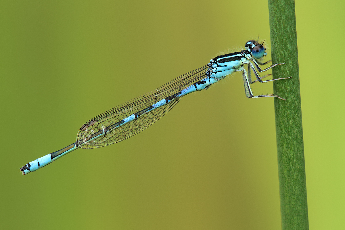 Coenagrion scitulum_m_IMG_1672_1200.jpg