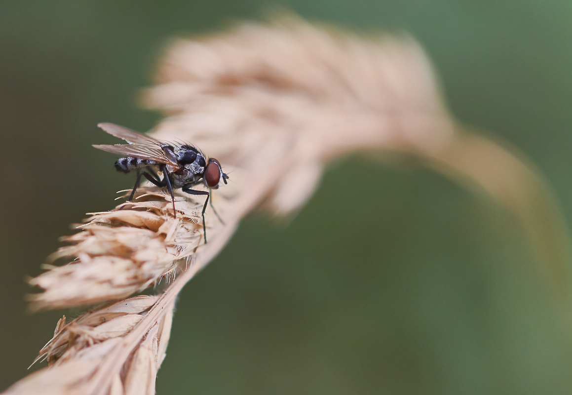 Anthomyia cf. procellaris.jpg