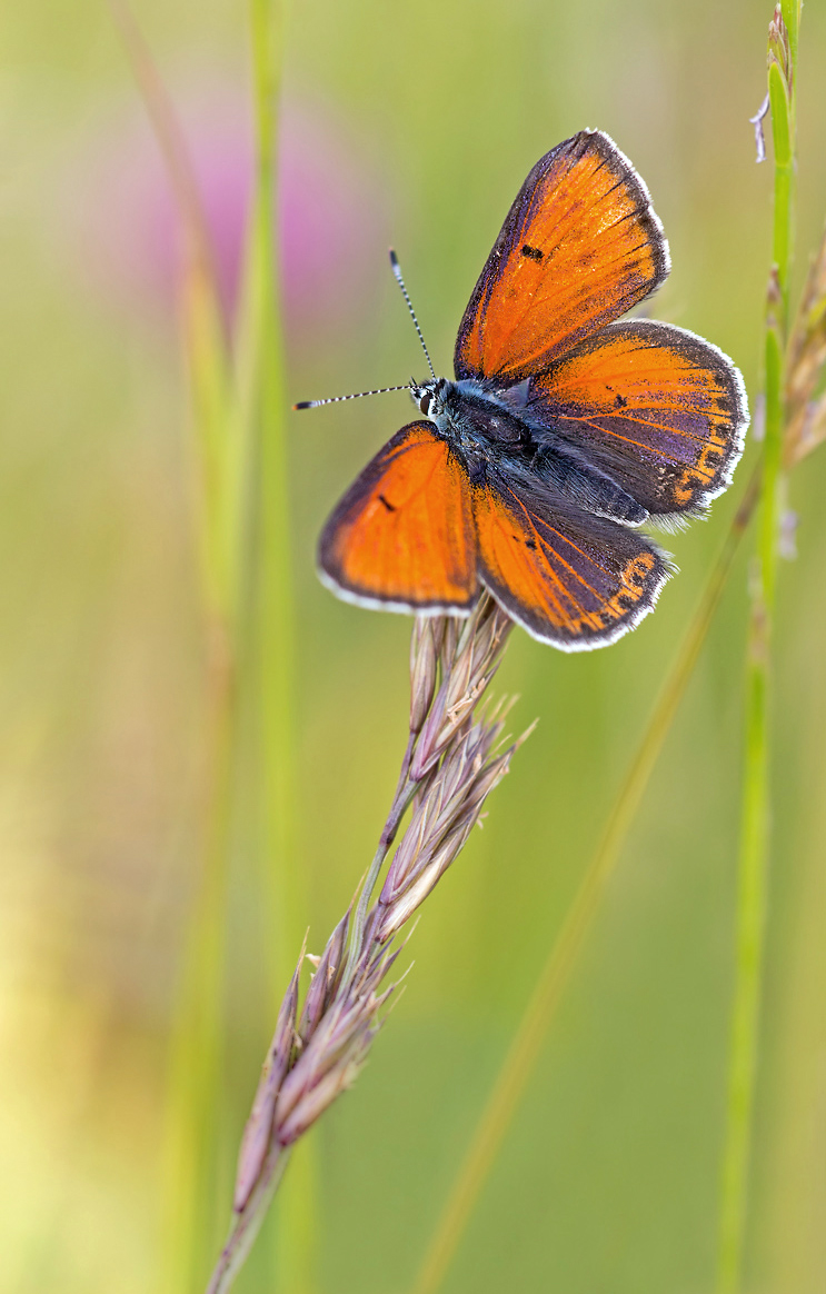 _MG_5556-Bearbeitet4Kopie.jpg