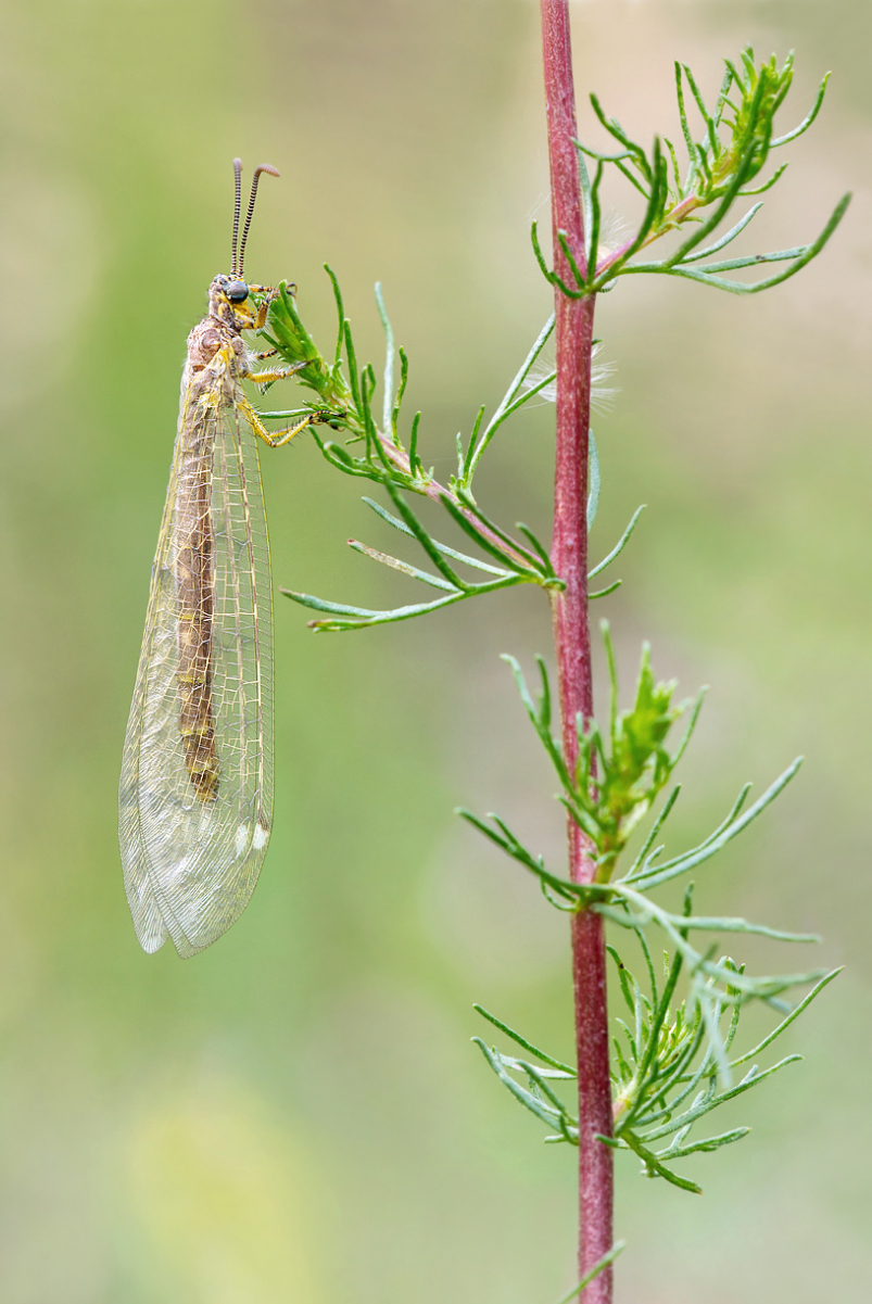 _MG_9687-Bearbeitet2_bearbeitet-2 Kopie.jpg