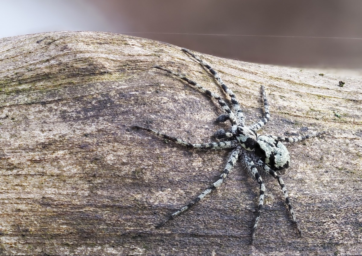 spinne02-2.jpg