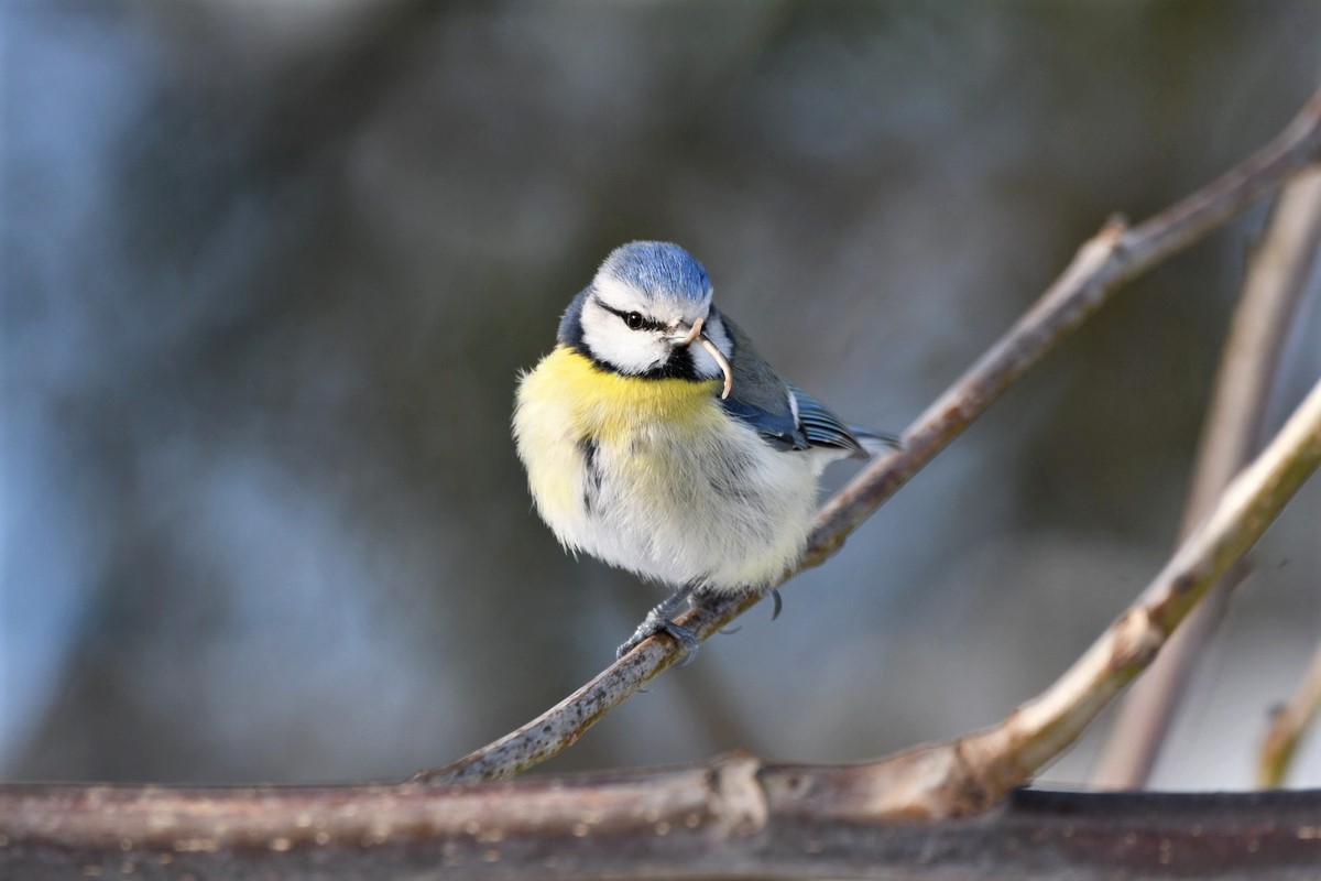 Meisen Kreuzschnabel (1).JPG