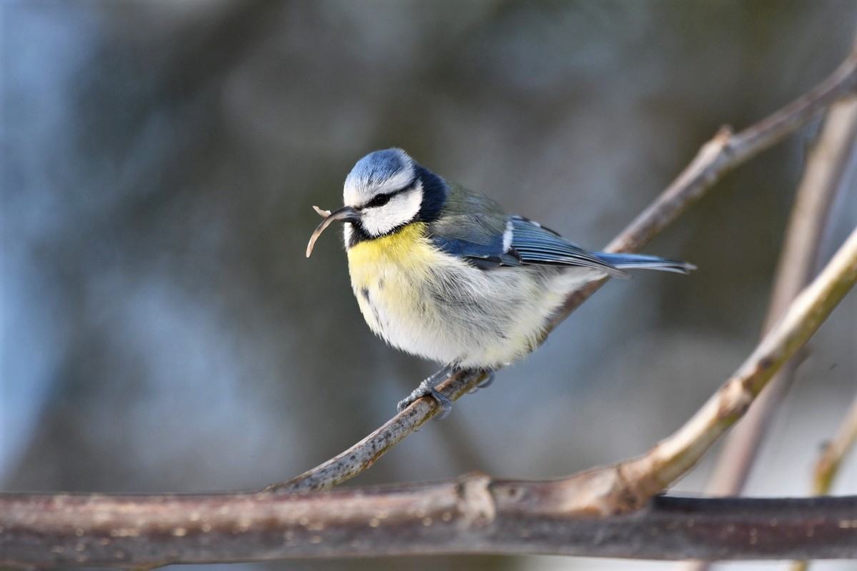 Meisen Kreuzschnabel (2).JPG