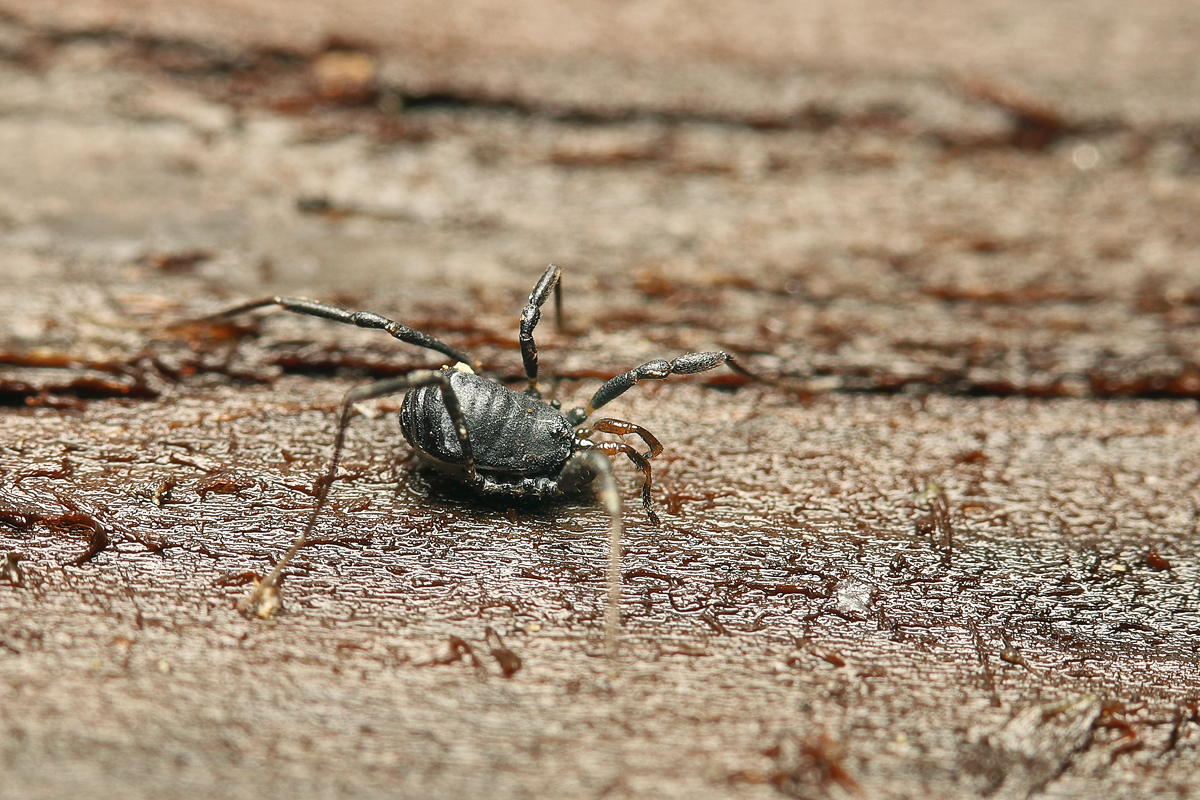 10 Nemastoma spec Weberknecht Fadenkanker cf Schönbrunn 3848web.jpg