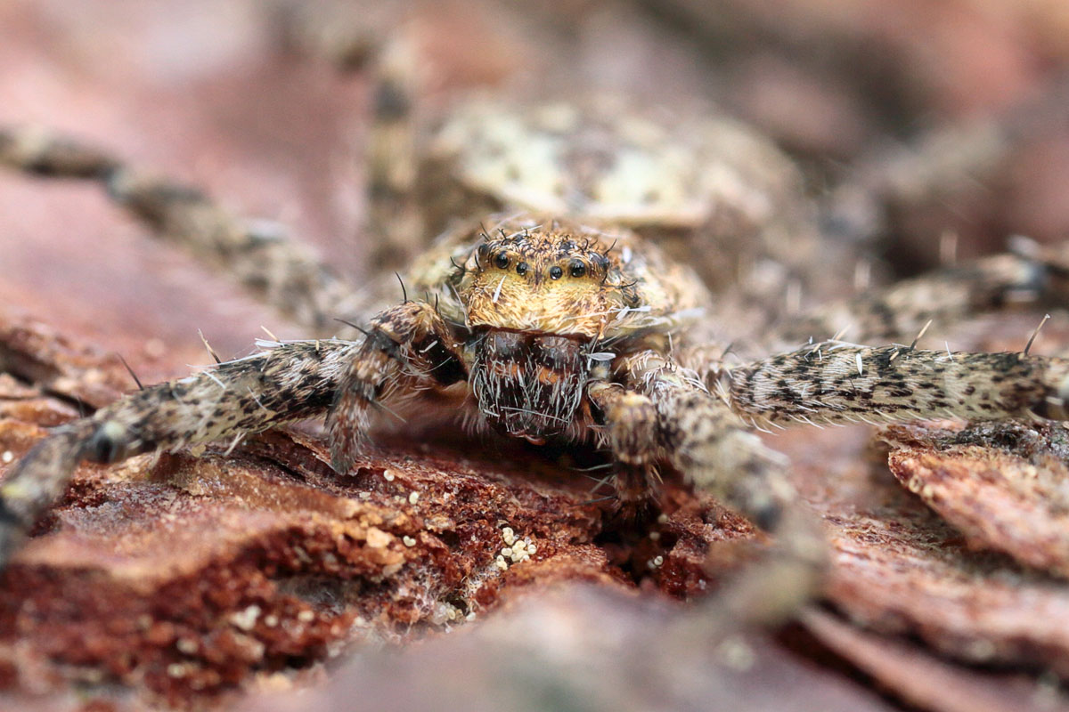 philodromus-margaritatus Großer Rindenstrecker 8.jpg