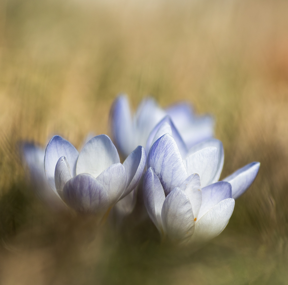krokus02-1.jpg
