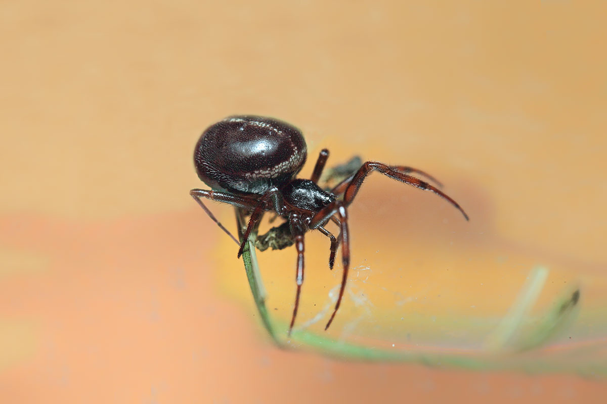 Steatoda-bipunctata w 3739nweb.jpg