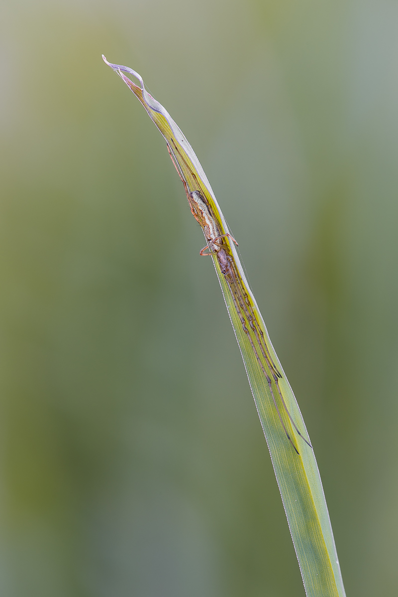 Streckerspinne-1890.jpg