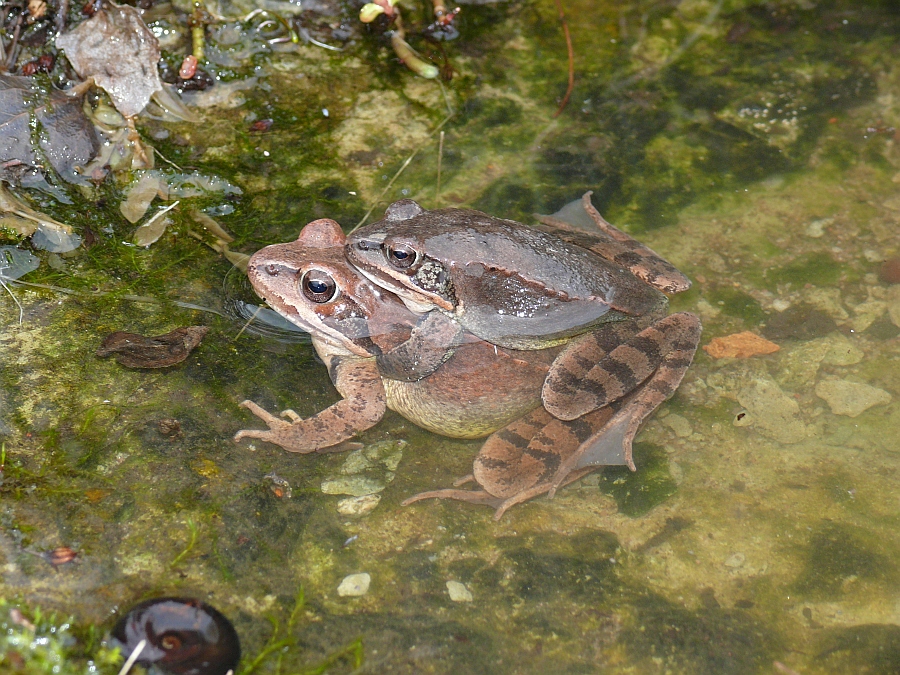 Rana dalmatina Springfrosch Kopula (17).JPG