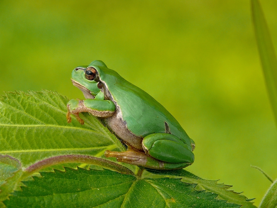 hyla_arborea_laubfrosch__41__passig_gemacht.jpg