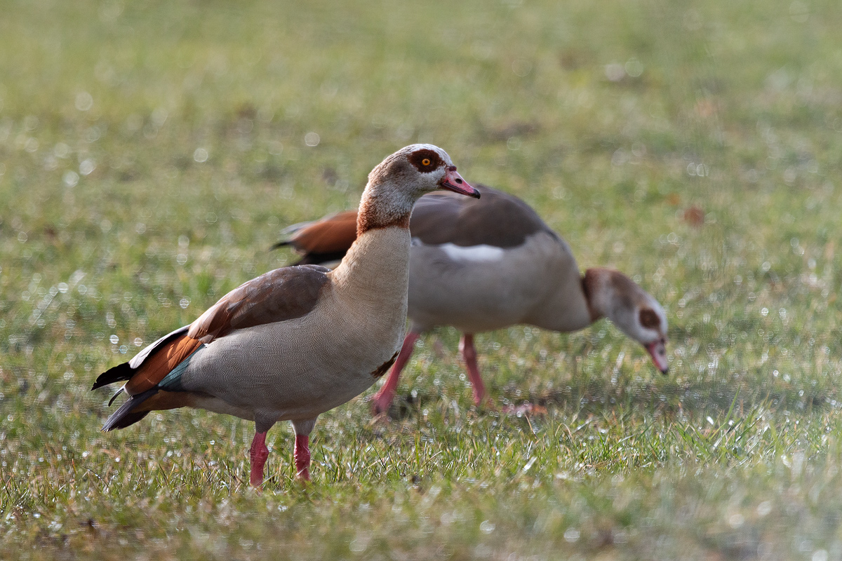 IMG_6541---Kopie1200_sharp.jpg
