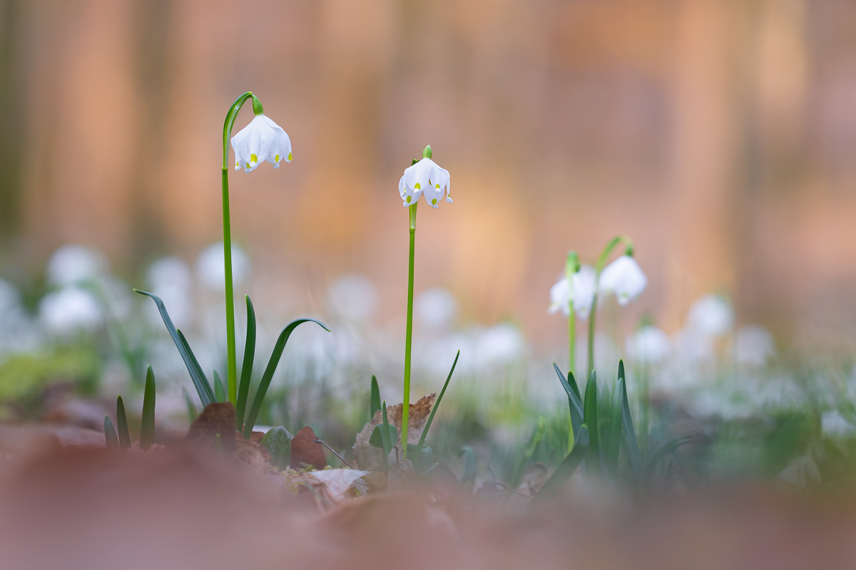 DSCF4049-Verbessert-1-4.jpg