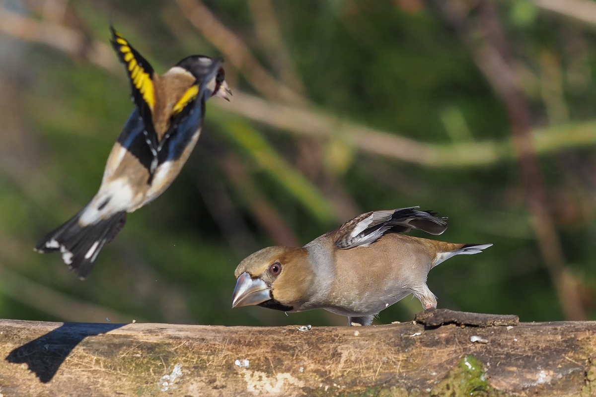 David-gegen-Goliath-4.jpg