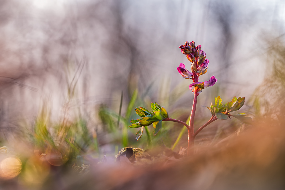 Hohler Lerchensporn (2).jpg