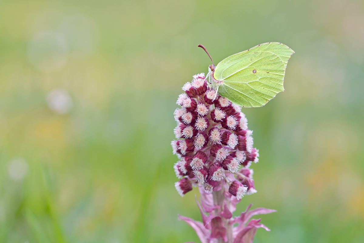 Gonepteryx-rhamni1-EG008354---Kopie.jpg