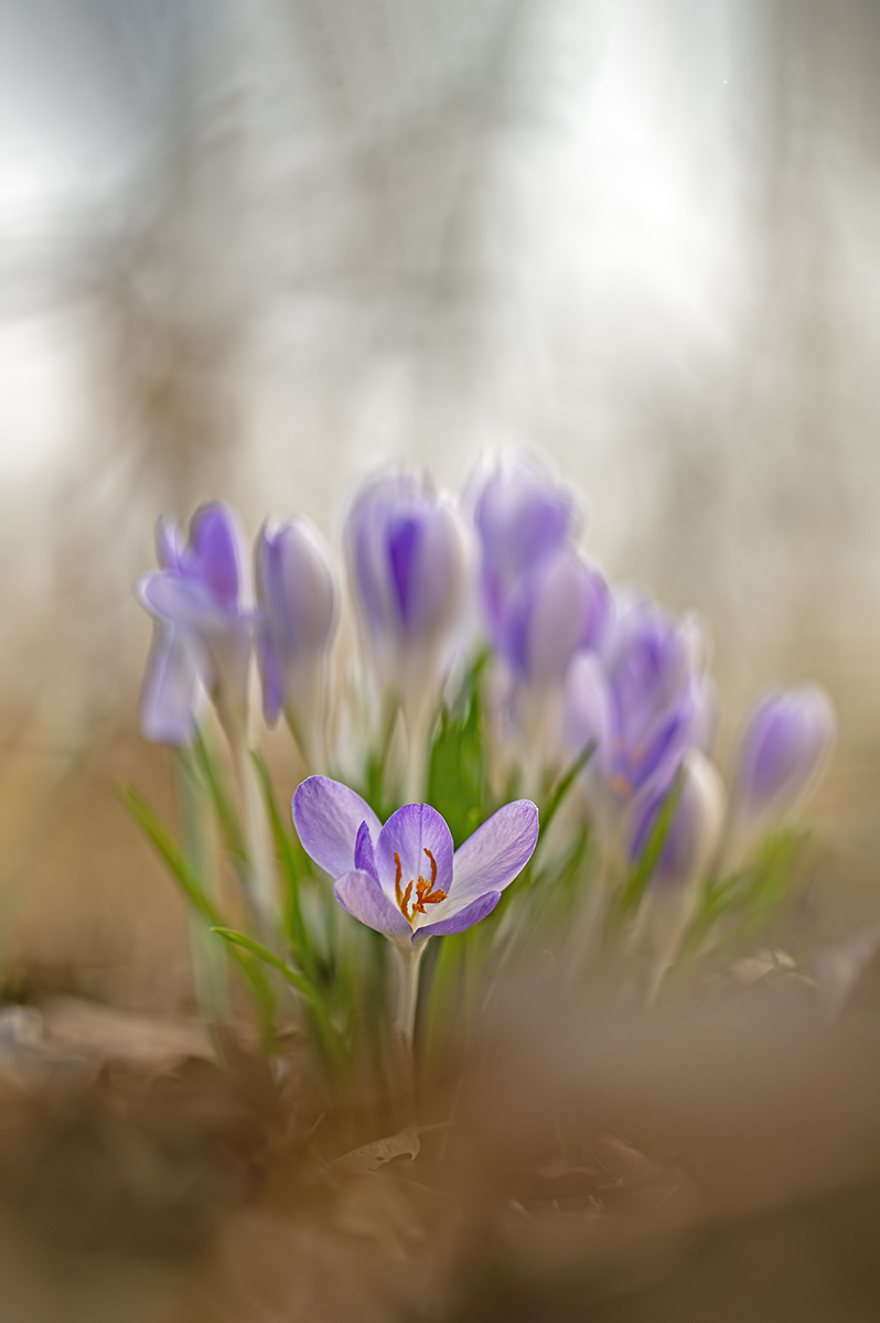 compKrokus10.3.2021JonawaldDSC0363bearb.jpg