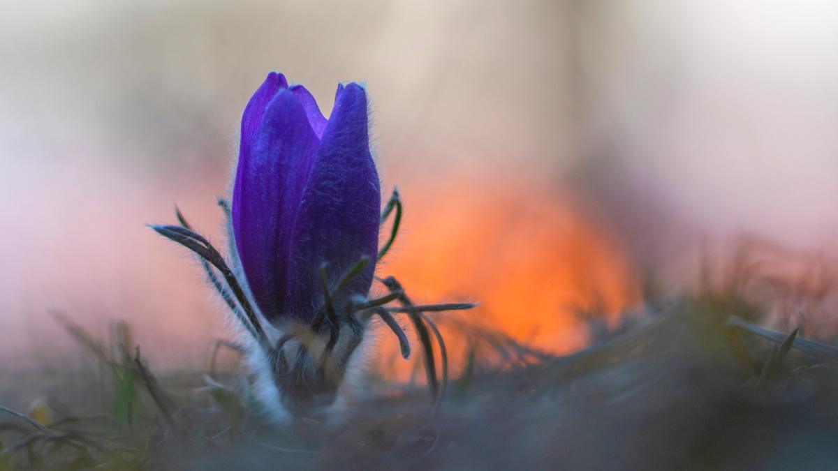 2021 IMG_1570_pe makroforum.jpg