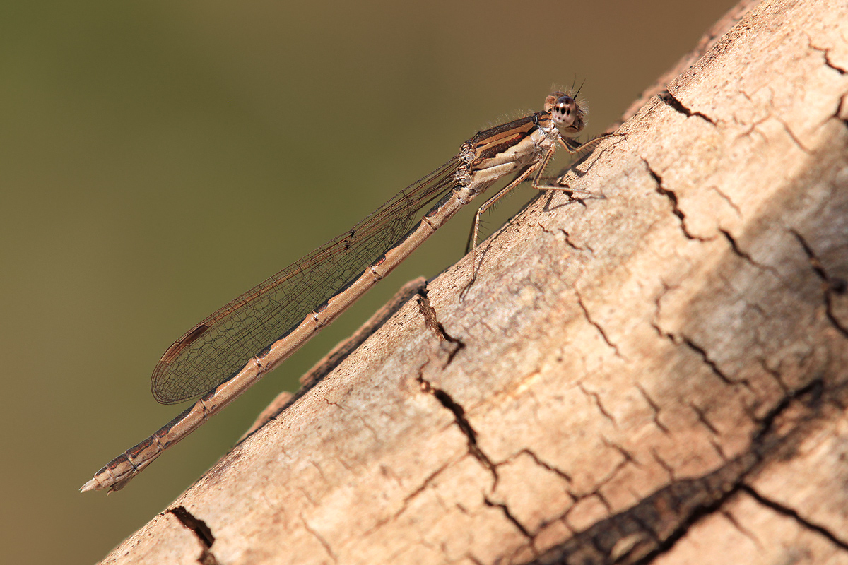 Sympecma fusca_f_IMG_1967_1200.jpg