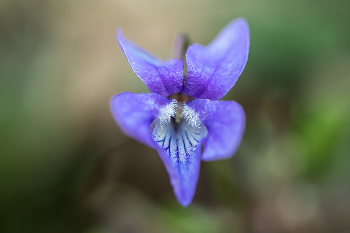 P3300186-1-Viola-odorata-verkl-.jpg