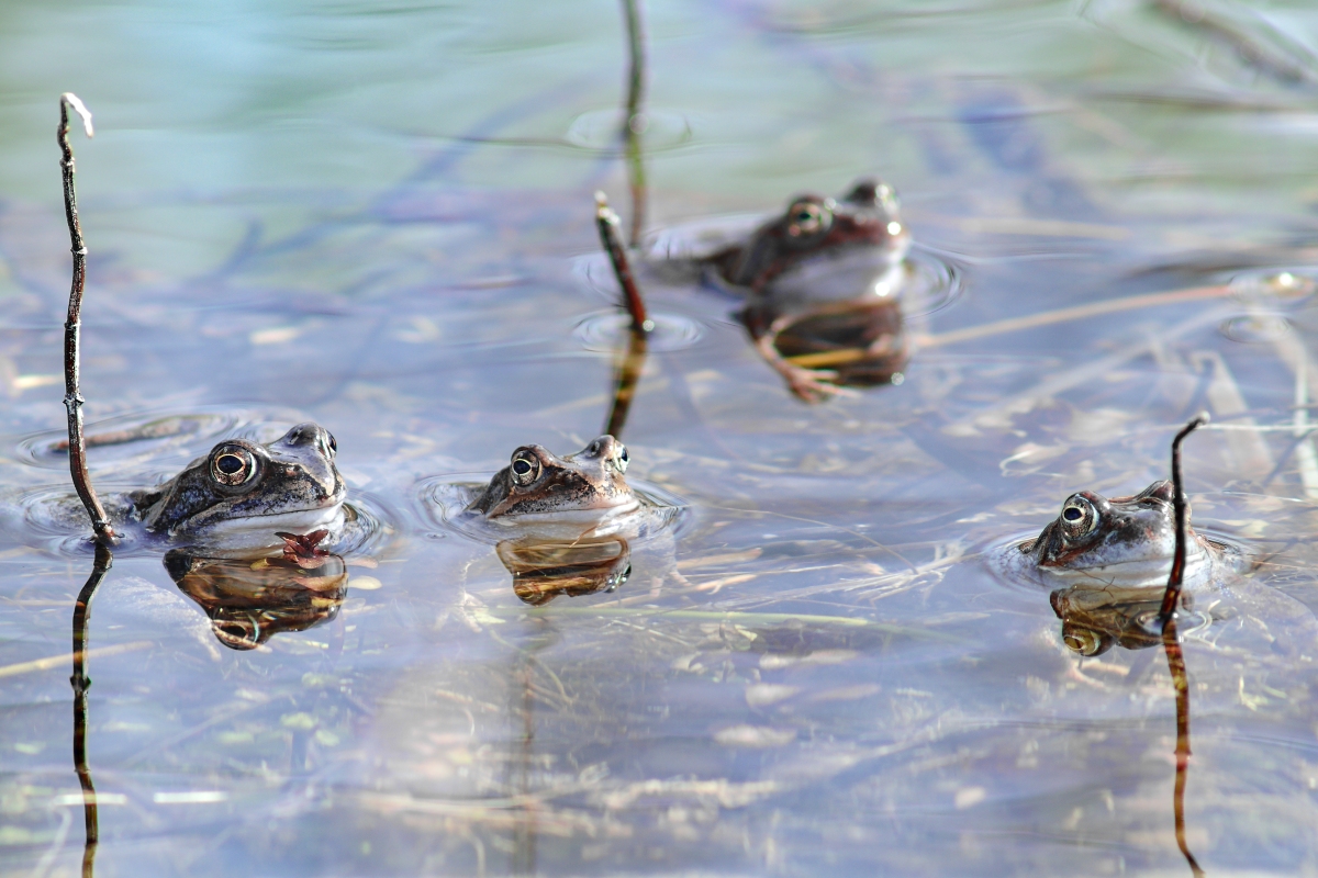 Vier Frösche 2021.jpg