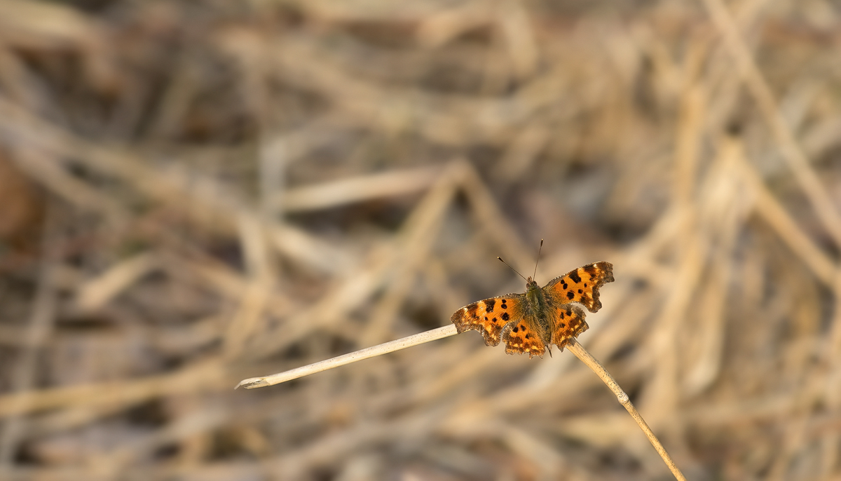 20210401-164832-(HL)-pano.jpg