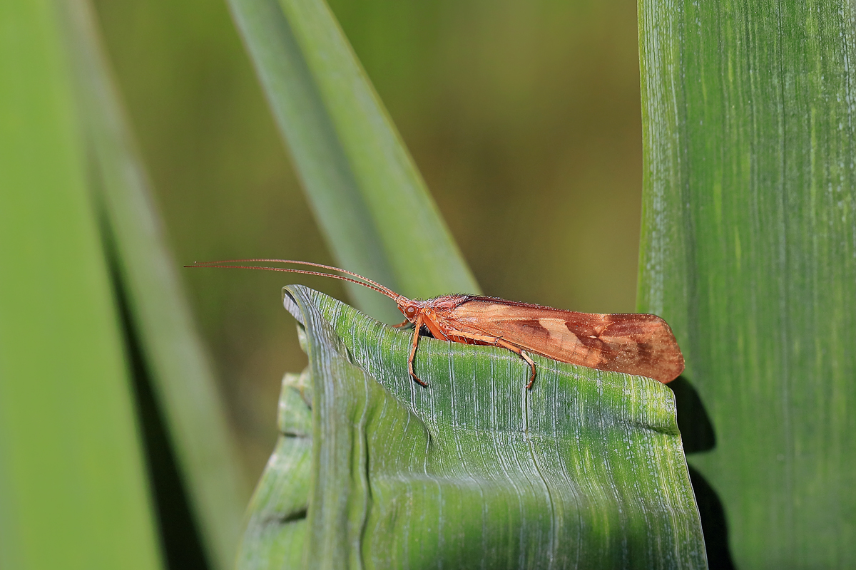 Limnephilus-rhombicus-cf 6070 web.jpg