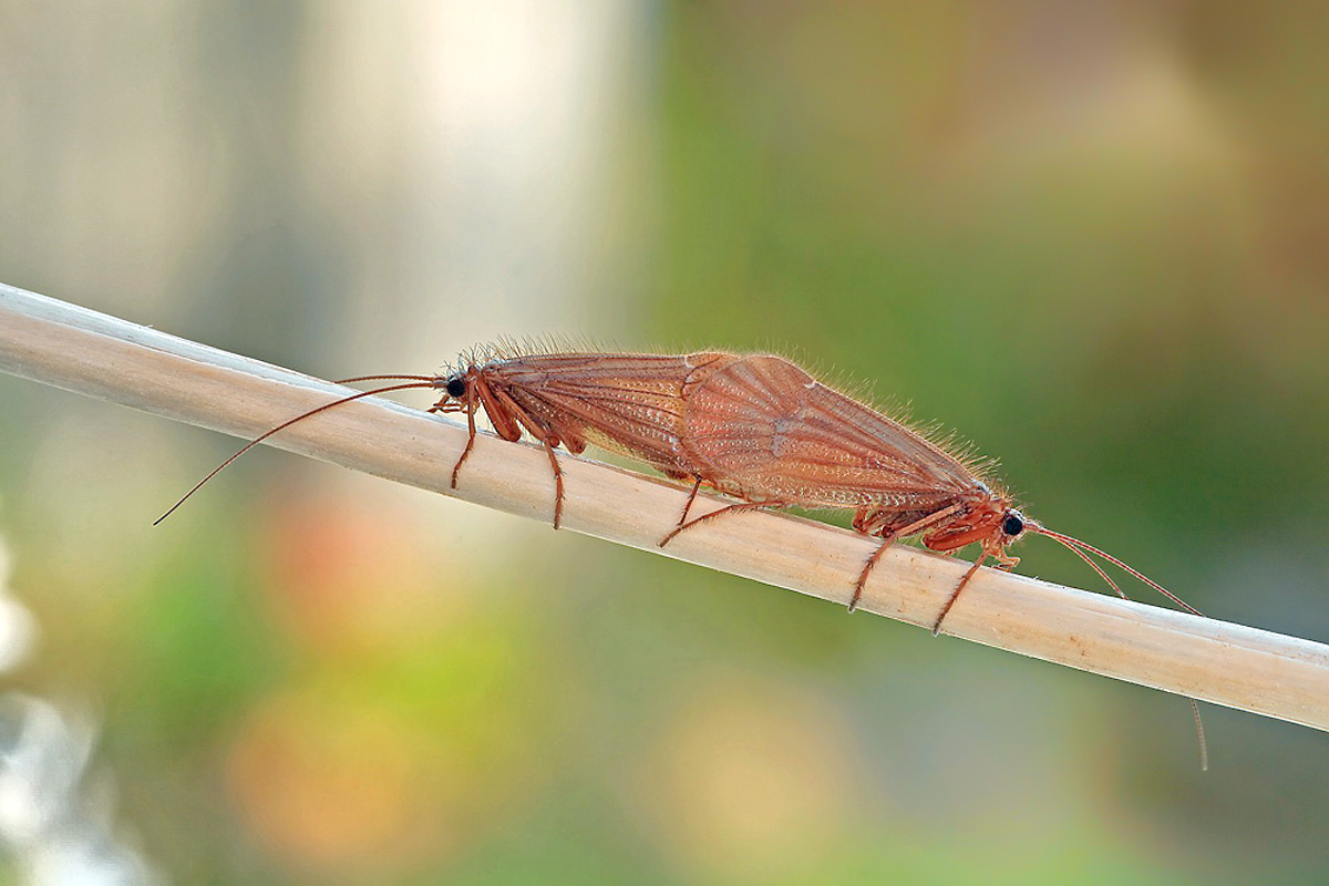 Chaetopteryx villosa (Limnephilidae) Köcherfliegen 02web.jpg