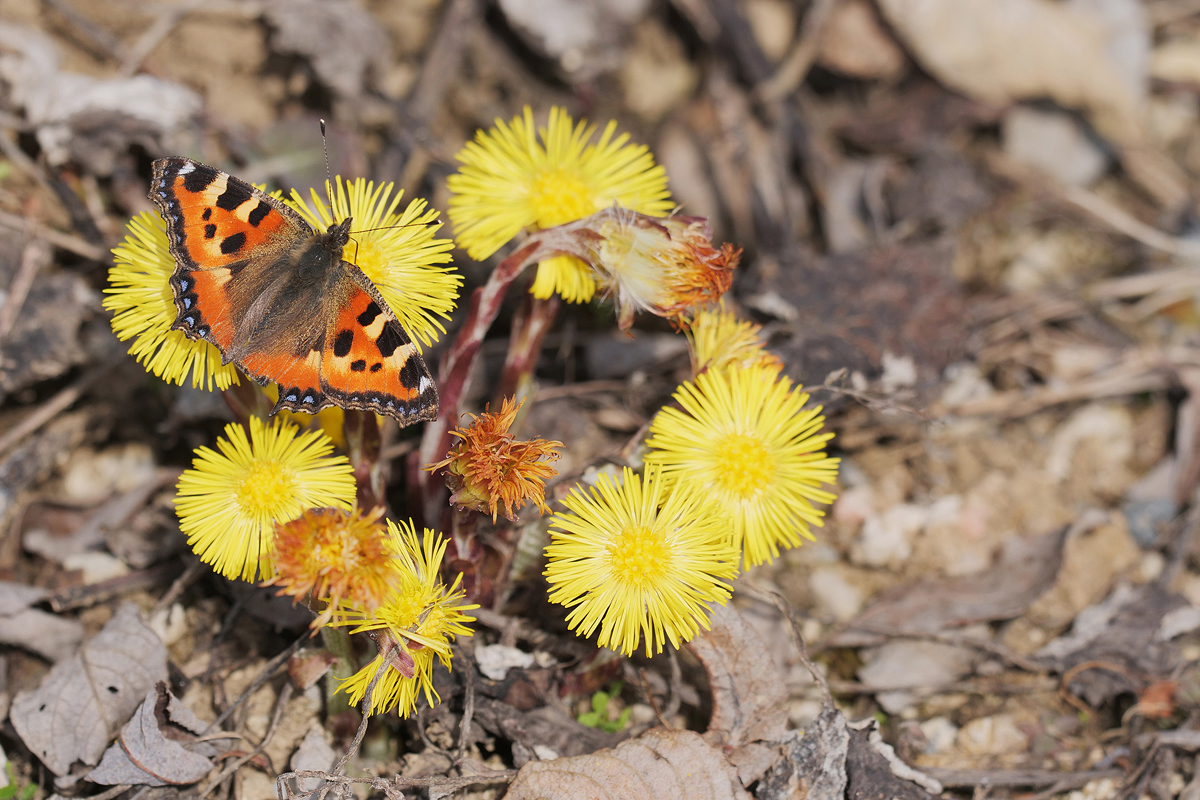 kl-fuchs-326976.jpg