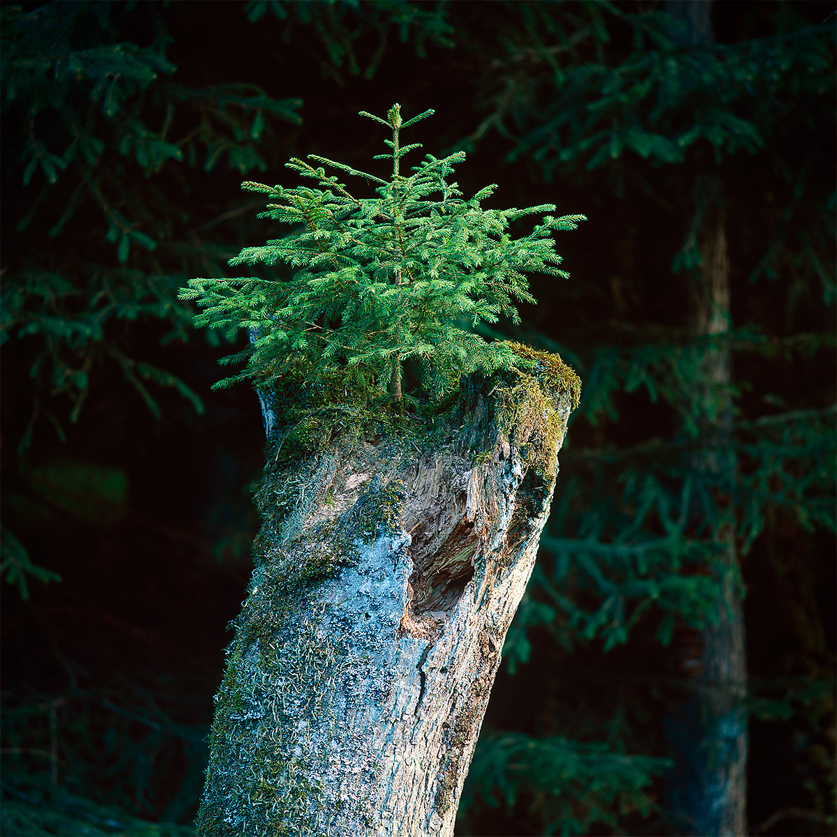 6x6Mag15Bild21Velvia50.jpg