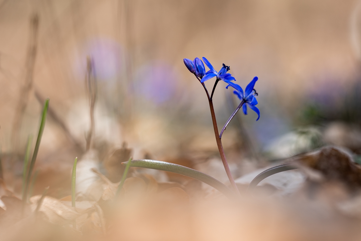20210326N78_0969nc.jpg
